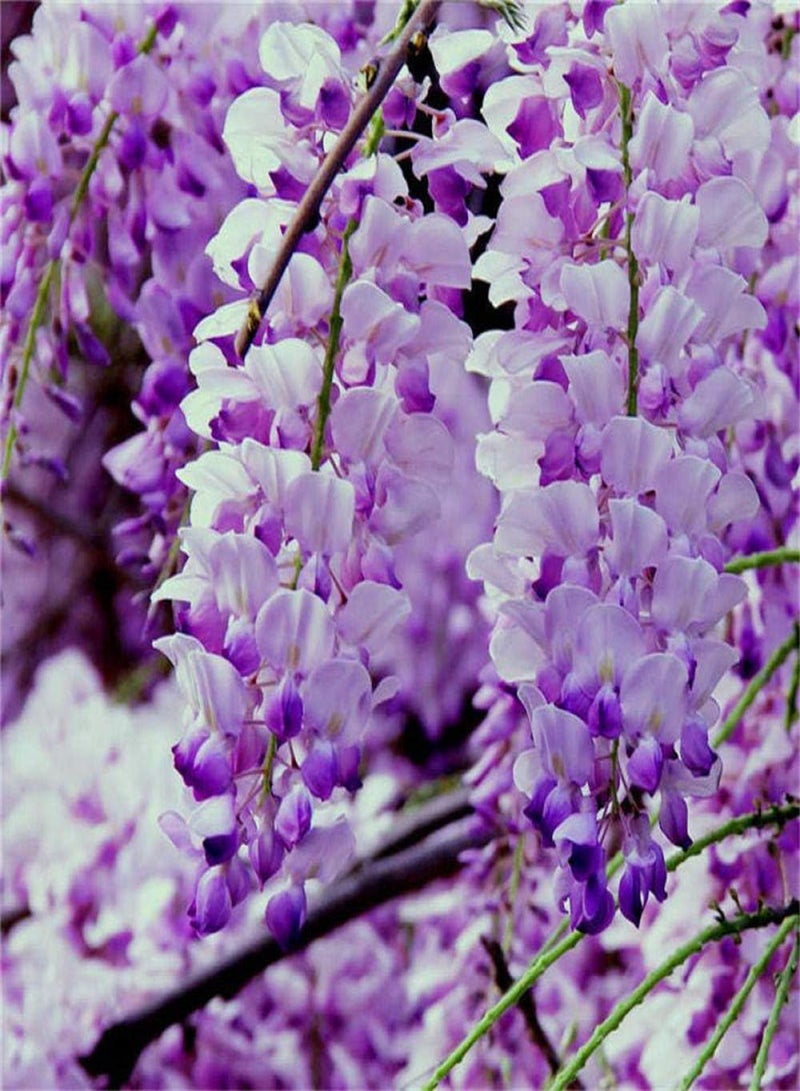 جي جوت بذور بلومز متعددة الألوان، أزهار الوستارية - روبي 5 كبسولات + دهون، نباتات زينة لشرفة الحديقة - Image 2