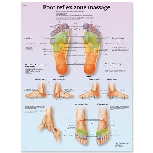3B Scientific VR1810L Glossy UV Resistant Laminated Paper Foot Reflex Zone Massage Anatomical Chart, Poster Size 20" Width x 26" Height - Image 1
