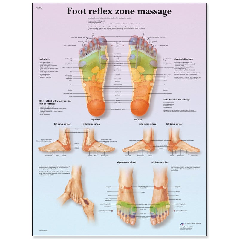 3B Scientific VR1810L Glossy UV Resistant Laminated Paper Foot Reflex Zone Massage Anatomical Chart, Poster Size 20" Width x 26" Height - Image 3