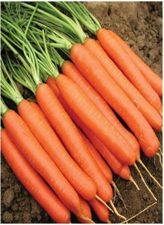Sweet Candle F1 Carrot Seeds, Approx 220 Seeds