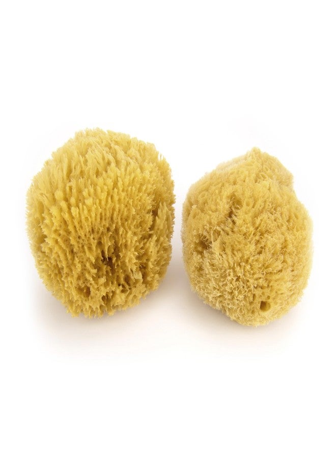 Neptune Caribbean Sea Sponge 2 Pack, Large, Approx. 6-7 inches - Image 1