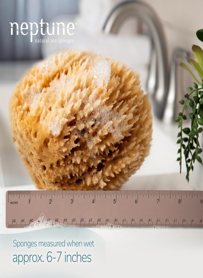 Neptune Caribbean Sea Sponge 2 Pack, Large, Approx. 6-7 inches - Image 2