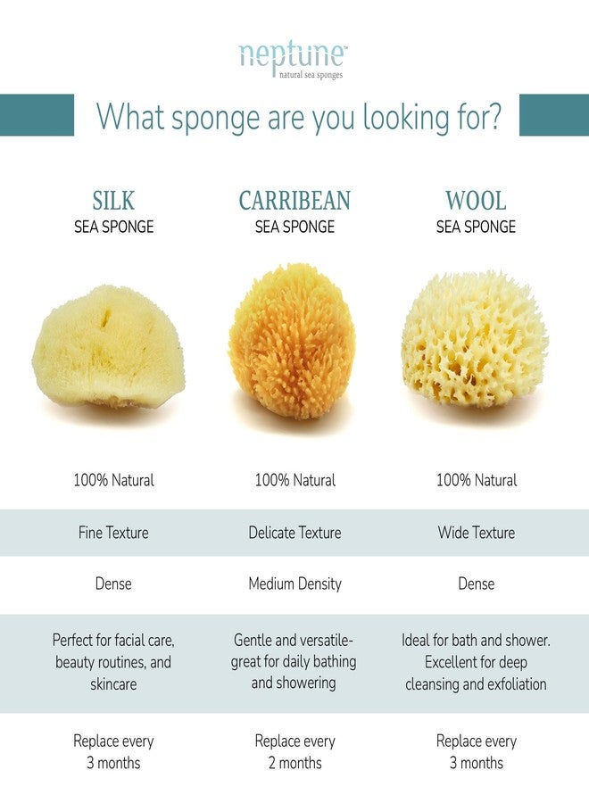 Neptune Caribbean Sea Sponge 2 Pack, Large, Approx. 6-7 inches - Image 3