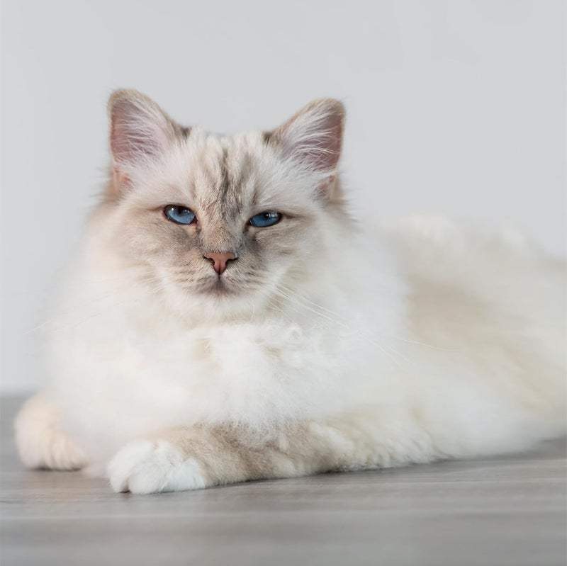 Beco Scoop Litter Scoop Blue - Image 2