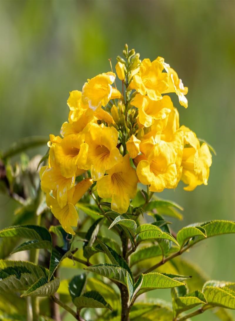 GGOOT Yellow Elder, Trumpetbush (Tecoma stans) Seeds (40) - Image 1