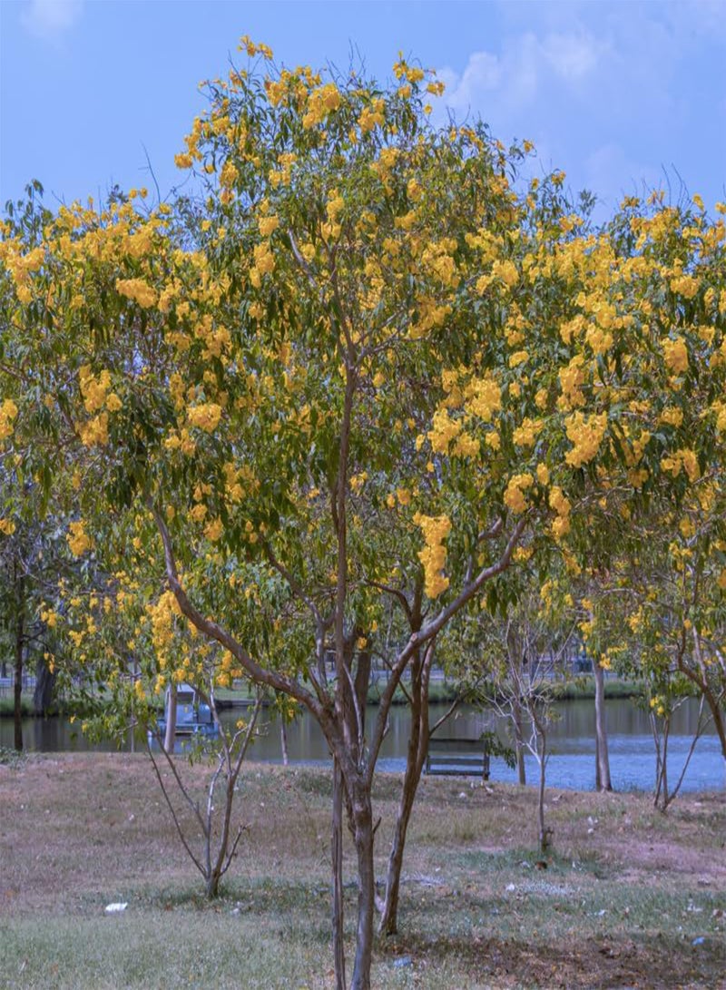 GGOOT Yellow Elder, Trumpetbush (Tecoma stans) Seeds (40) - Image 2