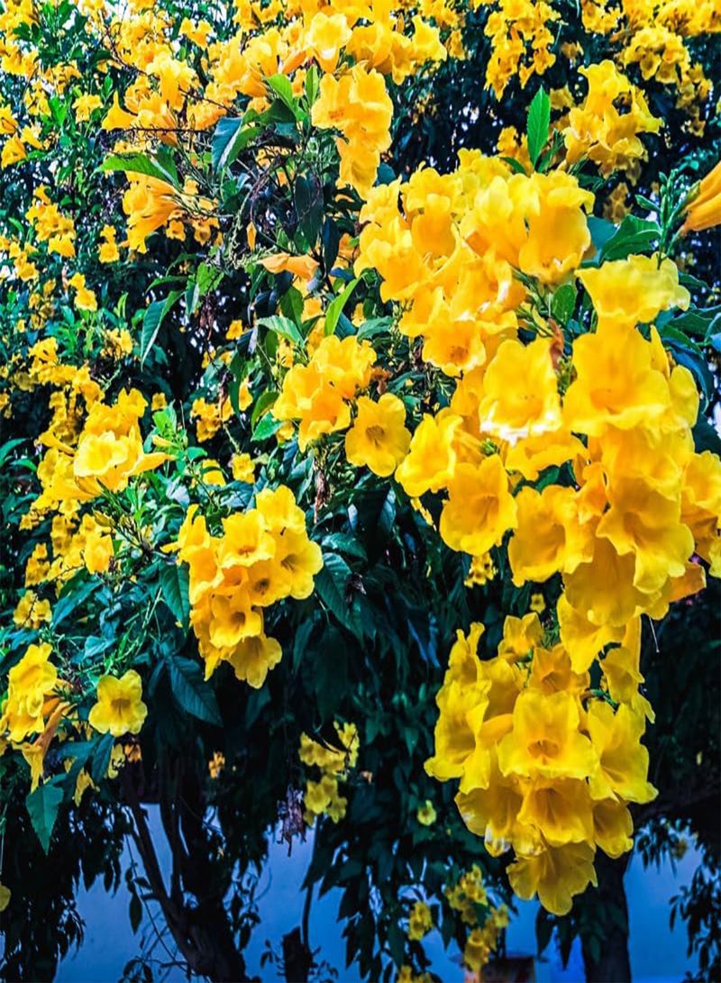 GGOOT Yellow Elder, Trumpetbush (Tecoma stans) Seeds (40) - Image 3