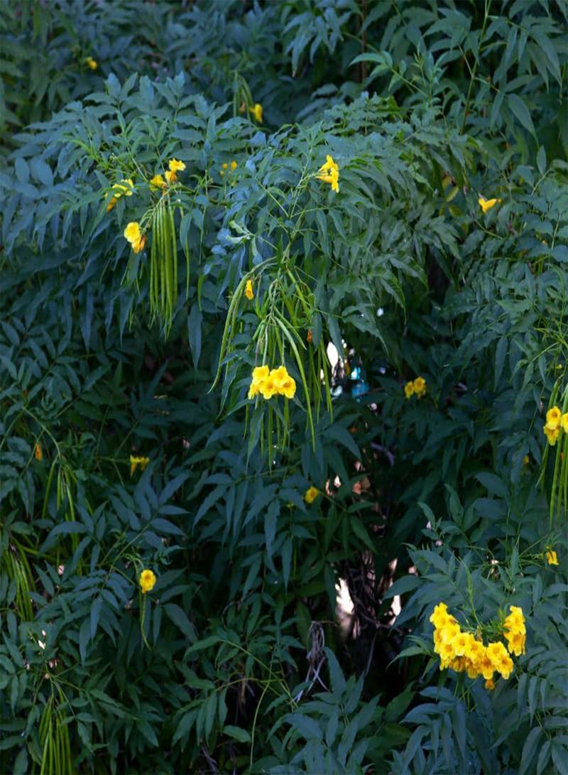 GGOOT Yellow Elder, Trumpetbush (Tecoma stans) Seeds (40) - Image 4