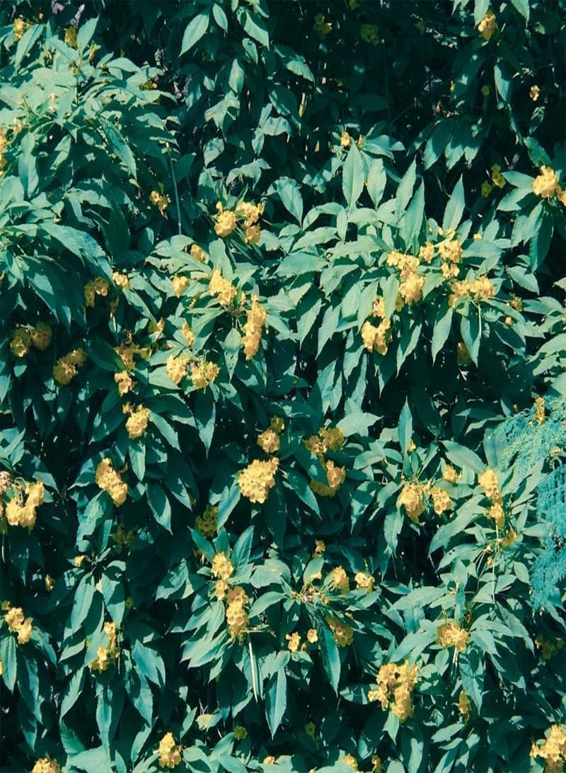 GGOOT Yellow Elder, Trumpetbush (Tecoma stans) Seeds (40) - Image 5