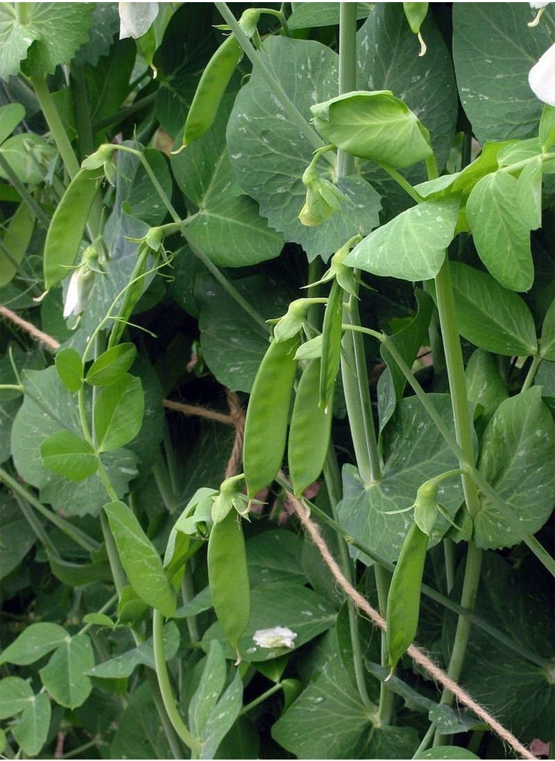 GGOOT Garden Pea - Oregon Sugar Pod (Mange Tout/Snap Peas), 25g Approx 125 Seeds, untreated  - Image 1