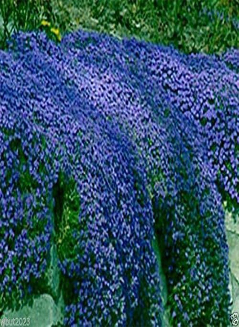 GGOOT 100 Rock Cress Seeds,, Aubrieta - Cascade Dark Blue ,FLOWER SEEDS,  ! - Image 2