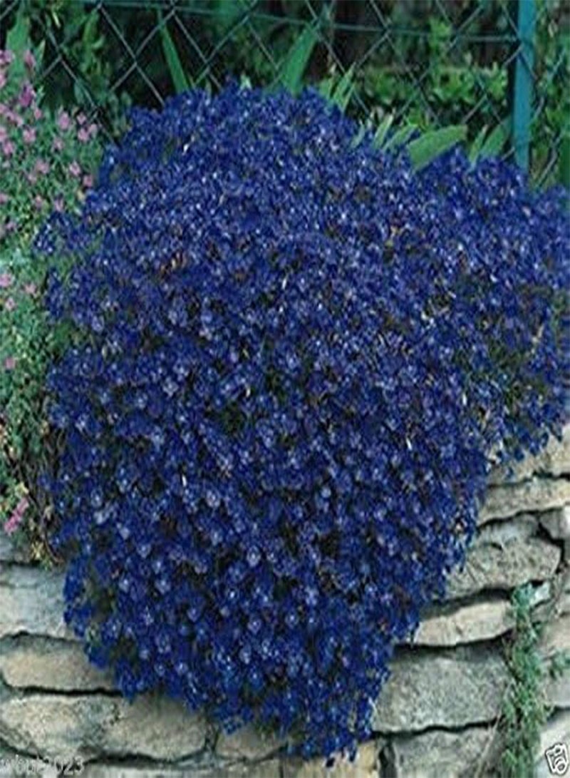 GGOOT 100 Rock Cress Seeds,, Aubrieta - Cascade Dark Blue ,FLOWER SEEDS,  ! - Image 1