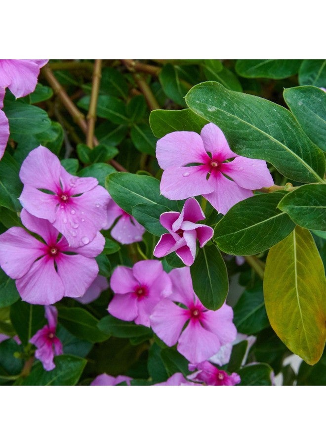 neotea مسحوق نيتيا كالياني من نيوتي | مسحوق البيريفينكل (كاثارانثوس روزيوس) | ساداباهار، زهرة العانس، فينكا سنوية، ورد مدغشقر | مسحوق عشبي طبيعي 100% للرفاهية | 50 غ (عبوة من 10) - Image 5