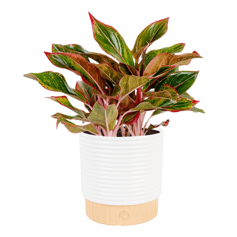 Costa Farms Chinese Evergreen Live Plant in Decorative Pot, Easy to Maintain, Air Purifying Indoor Houseplant, Home, Room, or Office Decor, House Warming or Birthday Gift, 12-18 Inches Tall - Image 1