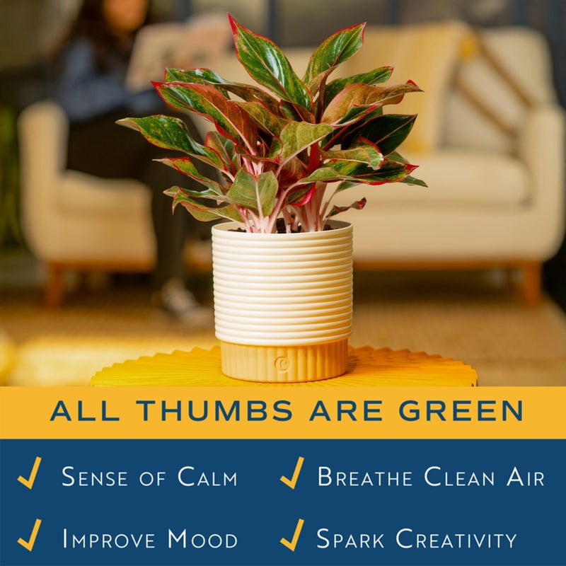 Costa Farms Chinese Evergreen Live Plant in Decorative Pot, Easy to Maintain, Air Purifying Indoor Houseplant, Home, Room, or Office Decor, House Warming or Birthday Gift, 12-18 Inches Tall - Image 5