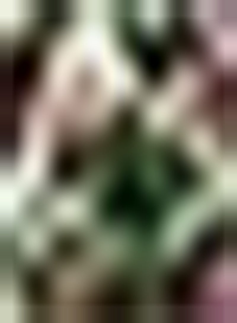 جي جوت 3 قطعة بارسي كالا ليلي بولين ثويس Geplant Genieten Tuinieren Landschap Geschikt Regelen Bloemenborders Gazon Randen Calla Bollen - Image 1