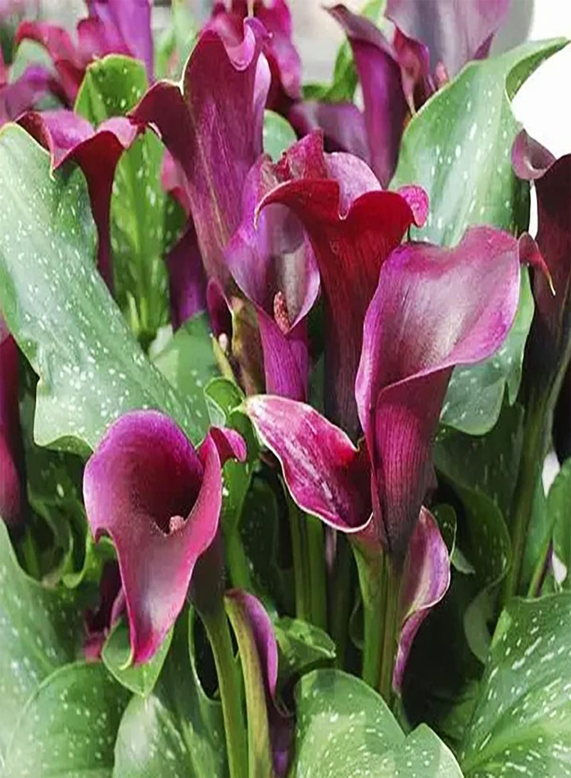 جي جوت 3 قطعة بارسي كالا ليلي بولين ثويس Geplant Genieten Tuinieren Landschap Geschikt Regelen Bloemenborders Gazon Randen Calla Bollen - Image 2