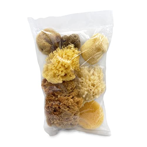 Lullingworth Natural Sea & Synthetic Sponges - Assorted Sizes 7pc Value Pack for Crafts & Artists: Great for Painting, Hobbies, Art, Effects, Ceramics, Clay, Pottery by Lullingworth® - Image 2