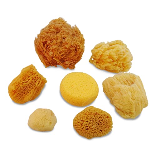 Lullingworth Natural Sea & Synthetic Sponges - Assorted Sizes 7pc Value Pack for Crafts & Artists: Great for Painting, Hobbies, Art, Effects, Ceramics, Clay, Pottery by Lullingworth® - Image 3