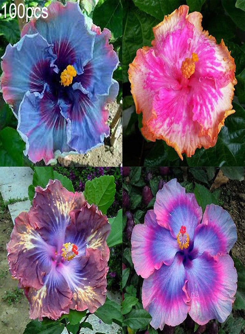 جي جوت بذور للزراعة، 100 قطعة من بذور الكركديه متعددة الألوان، نباتات بونساي، نباتات زهور، ديكور حديقة، مكتب، بذور الكركديه متعددة الألوان - Image 4