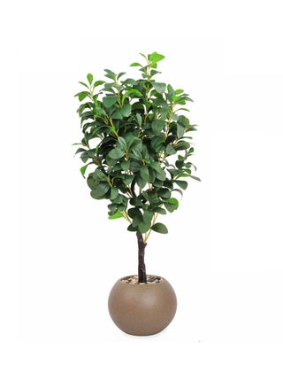 brown3