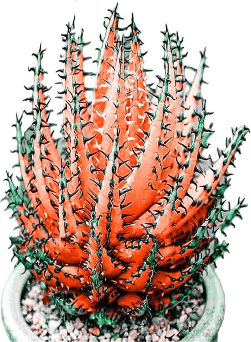 GGOOT 100 Pcs Colorful Aloe Vera Succulent Herbal Bonsai Balcony Garden Plants Decor - Orange Aloe Vera Seeds - Flower Seeds Vegetable Seeds Fruit Seeds Garden Plant Seeds - Image 1