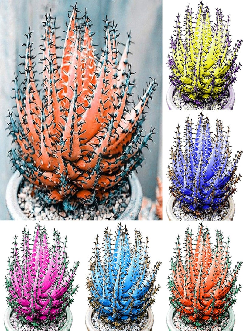 GGOOT 100 Pcs Colorful Aloe Vera Succulent Herbal Bonsai Balcony Garden Plants Decor - Orange Aloe Vera Seeds - Flower Seeds Vegetable Seeds Fruit Seeds Garden Plant Seeds - Image 3
