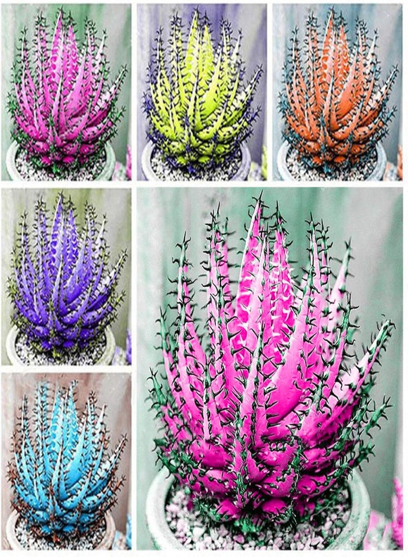 GGOOT 100 Pcs Colorful Aloe Vera Succulent Herbal Bonsai Balcony Garden Plants Decor - Orange Aloe Vera Seeds - Flower Seeds Vegetable Seeds Fruit Seeds Garden Plant Seeds - Image 2