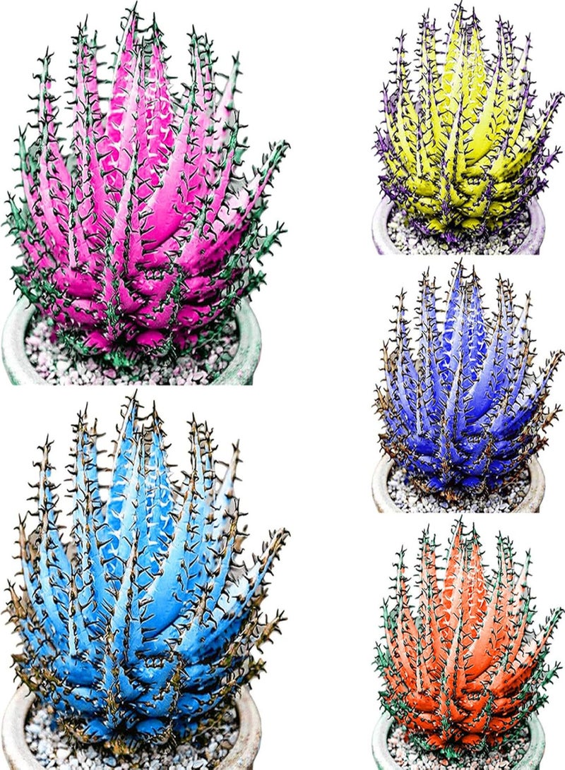 GGOOT 100 Pcs Colorful Aloe Vera Succulent Herbal Bonsai Balcony Garden Plants Decor - Orange Aloe Vera Seeds - Flower Seeds Vegetable Seeds Fruit Seeds Garden Plant Seeds - Image 4