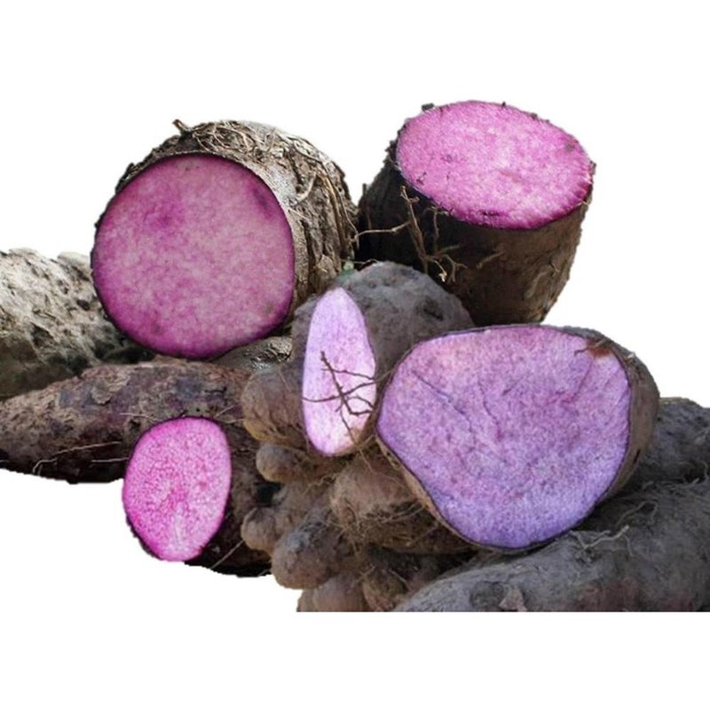 بذور اليام الأرجواني (Dioscorea Alata) - أكثر من 35 بذرة - Image 4