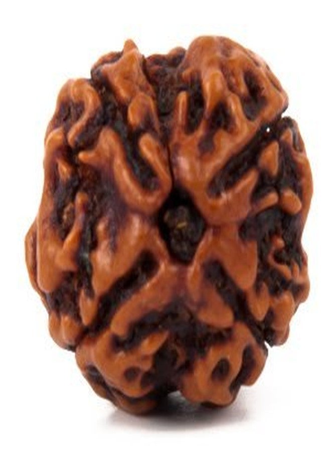 خرز رودراكشا نيبالي طبيعي معتمد من مختبر TheGalaxy 4 Mukhi (ذو الأربعة أوجه) مع بركات اللورد شيفا - Image 1