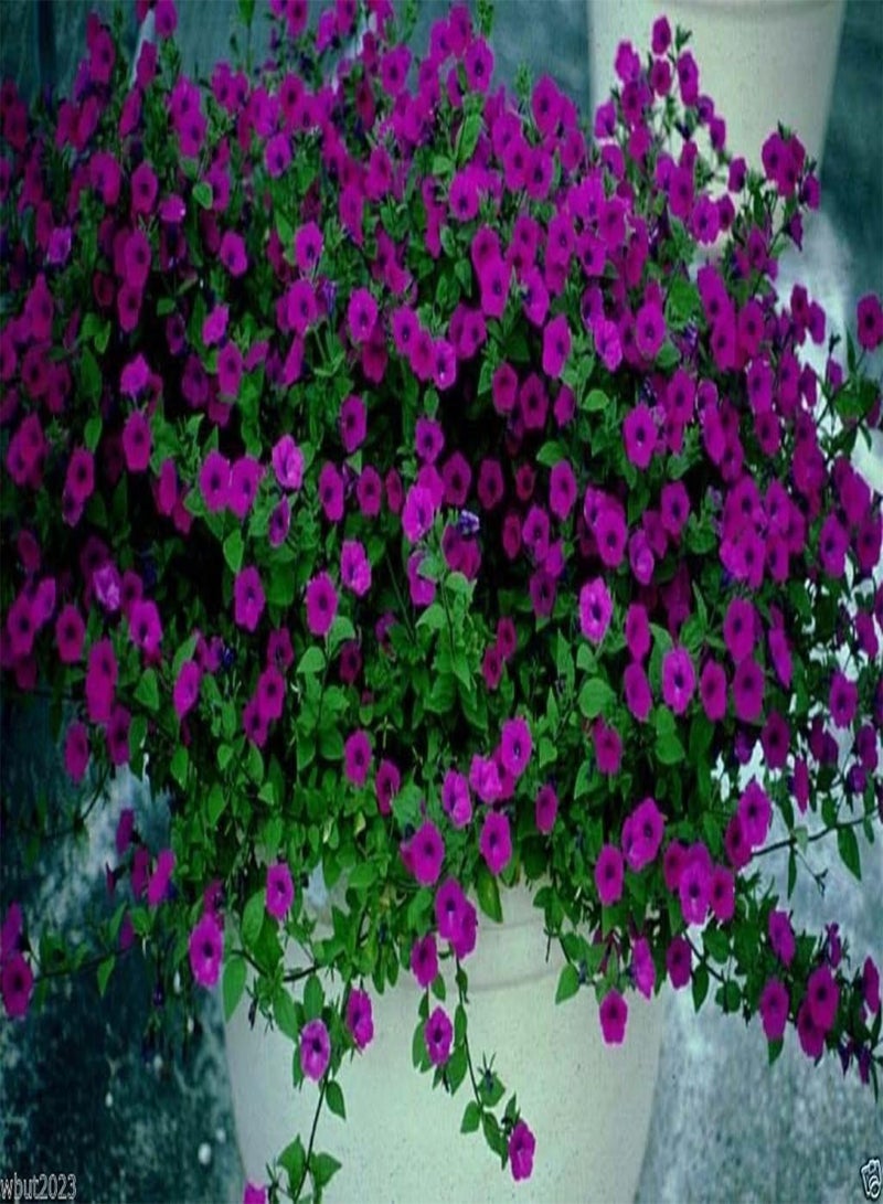 GGOOT 200 Petunia Seeds~ Laura Bush Petunia~Heirloom Flowers - Image 1