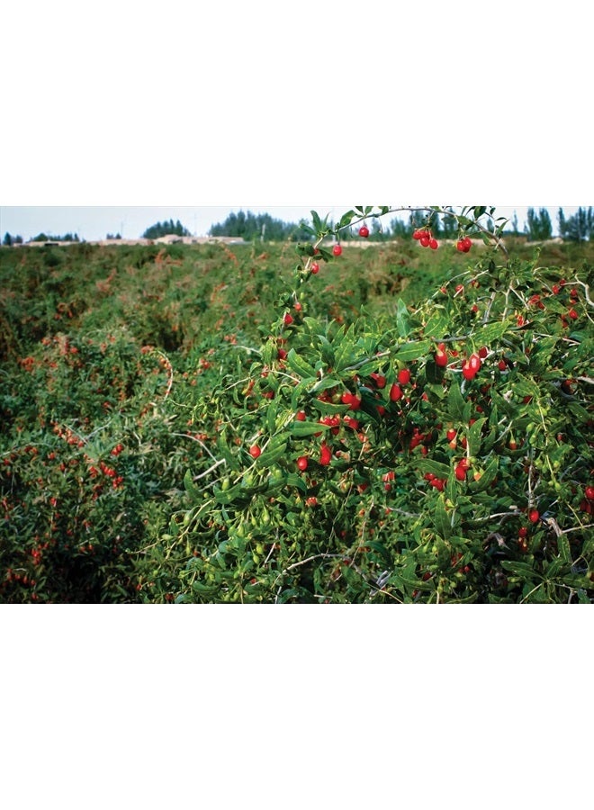 Dragon Herbs توت غوجي من جبل الجنة - 8 أونصات - Image 5