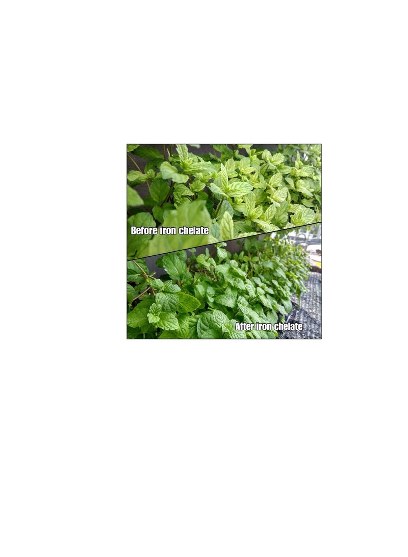 مابكو حديد مخلب لتصحيح نقص الحديد للنباتات بوزن 1 كجم - Image 3