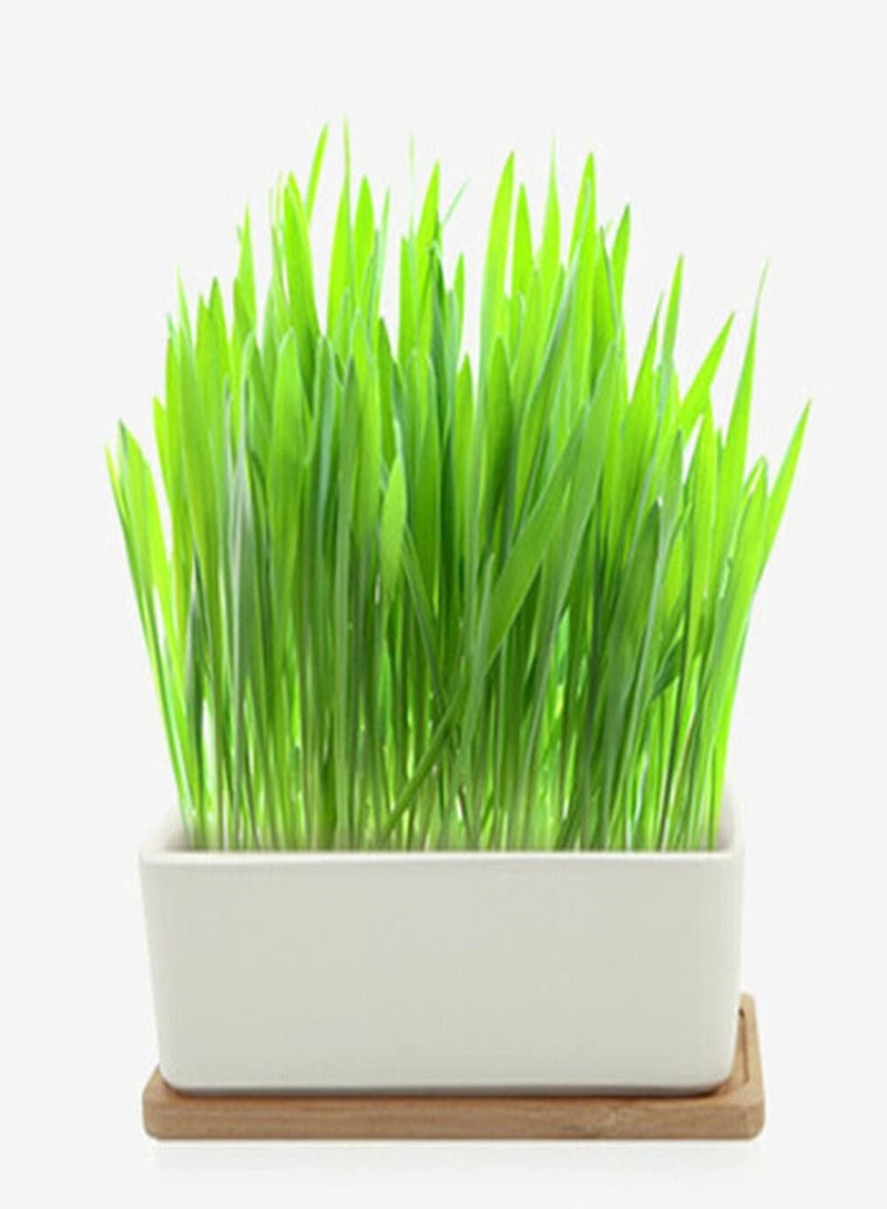 جي جوت 300 قطعة من بذور عشب القطط، عشب أخضر للقطط للحصول على التغذية، يجب أن يمتلكه أصحاب الحيوانات الأليفة، سهل الزراعة، استمتع بمتعة الحصاد - Image 1