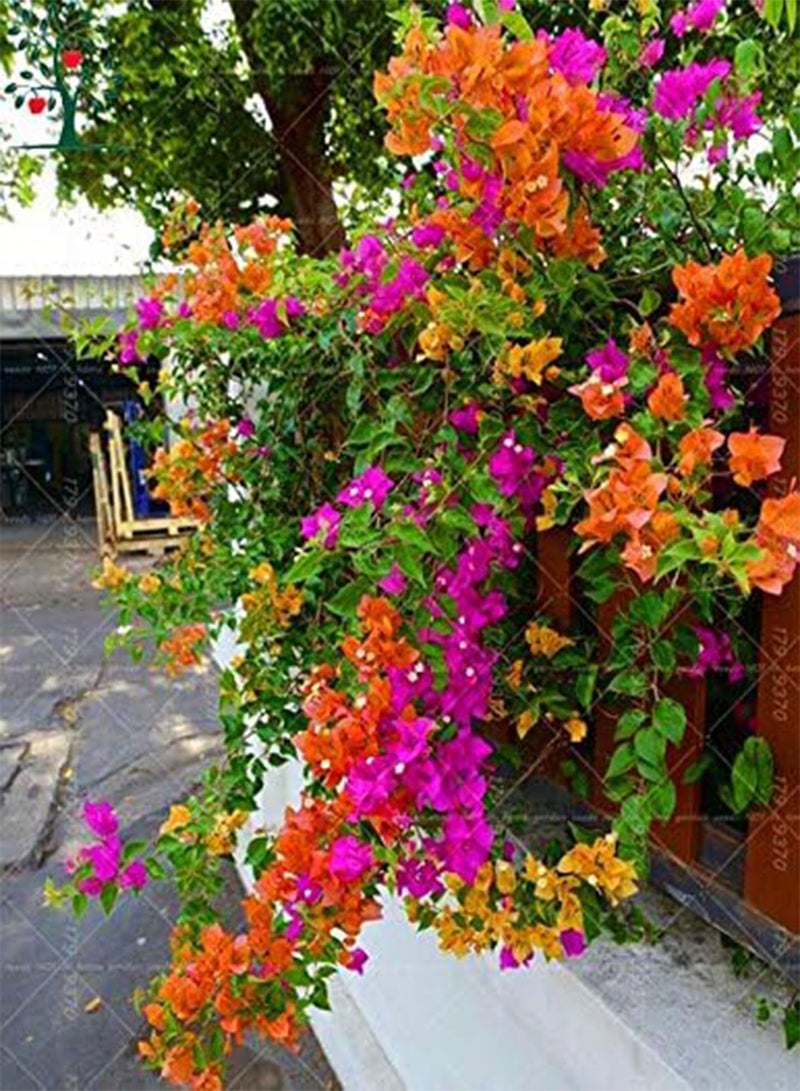 GGOOT 50pcs Climbing Bougainvillea Spectabilis Willd perennial Plant Seeds Flower seeds Beautiful Flower for Decorative courtyard 8 - Image 2