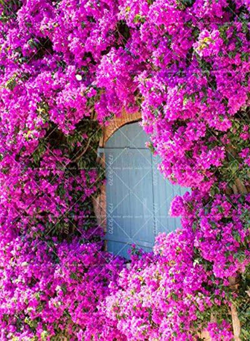 GGOOT 50pcs Climbing Bougainvillea Spectabilis Willd perennial Plant Seeds Flower seeds Beautiful Flower for Decorative courtyard 8 - Image 4