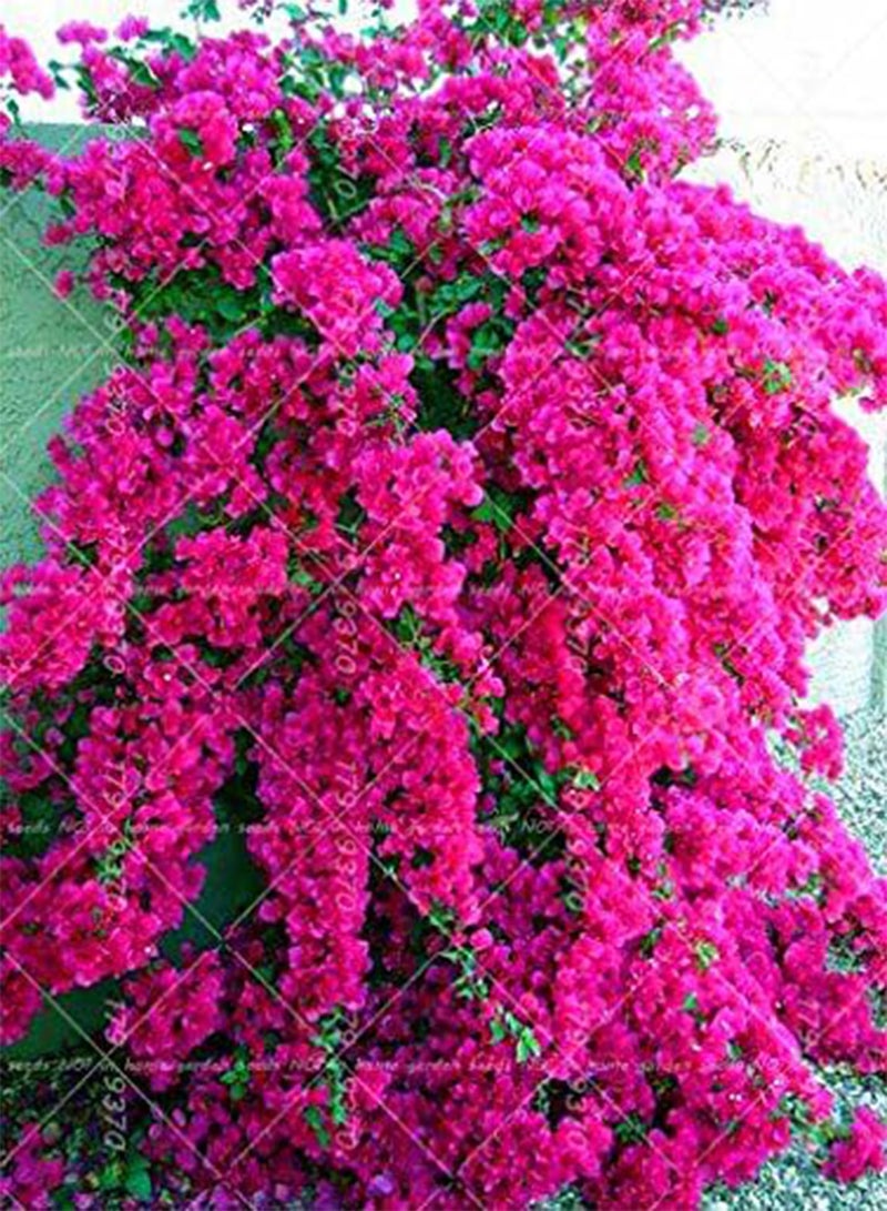 GGOOT 50pcs Climbing Bougainvillea Spectabilis Willd perennial Plant Seeds Flower seeds Beautiful Flower for Decorative courtyard 8 - Image 5