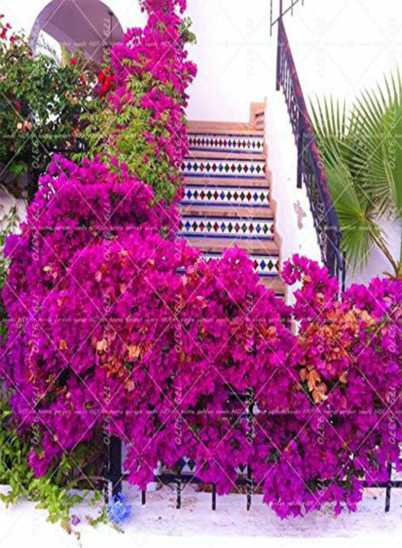 GGOOT 50pcs Climbing Bougainvillea Spectabilis Willd perennial Plant Seeds Flower seeds Beautiful Flower for Decorative courtyard 8 - Image 3
