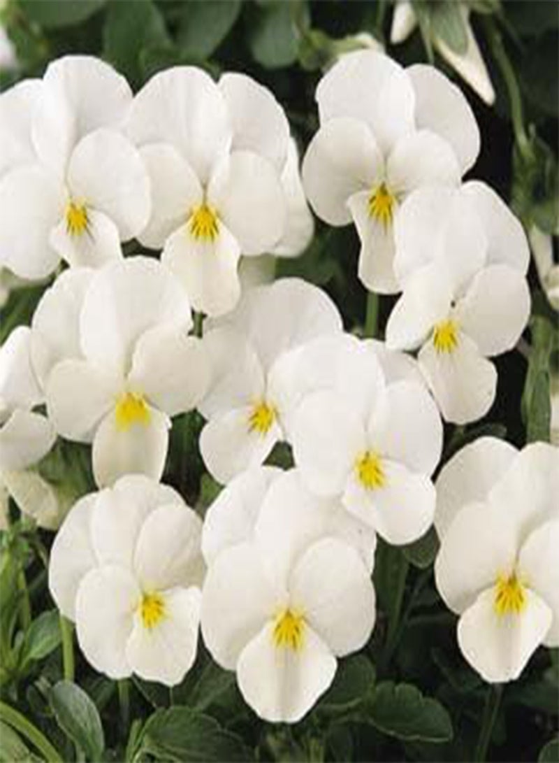GGOOT Viola Sorbet XP White Coconut 100 Seeds