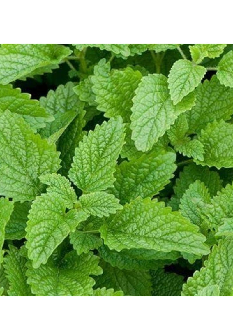 Agrimax Mint Premium Quality Seeds (Made in Spain) by LebenGroup - Image 2