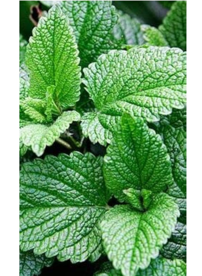 Agrimax Mint Premium Quality Seeds (Made in Spain) by LebenGroup - Image 4