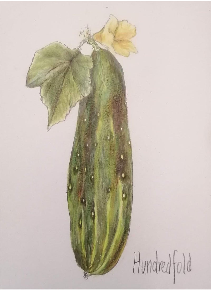 GGOOT - Marketmore 76 Open-pollinated Slicing Cucumber 50 Vegetable Seeds - Cucumis sativus Non-GMO, Classic Flavor & High Yield - Image 1