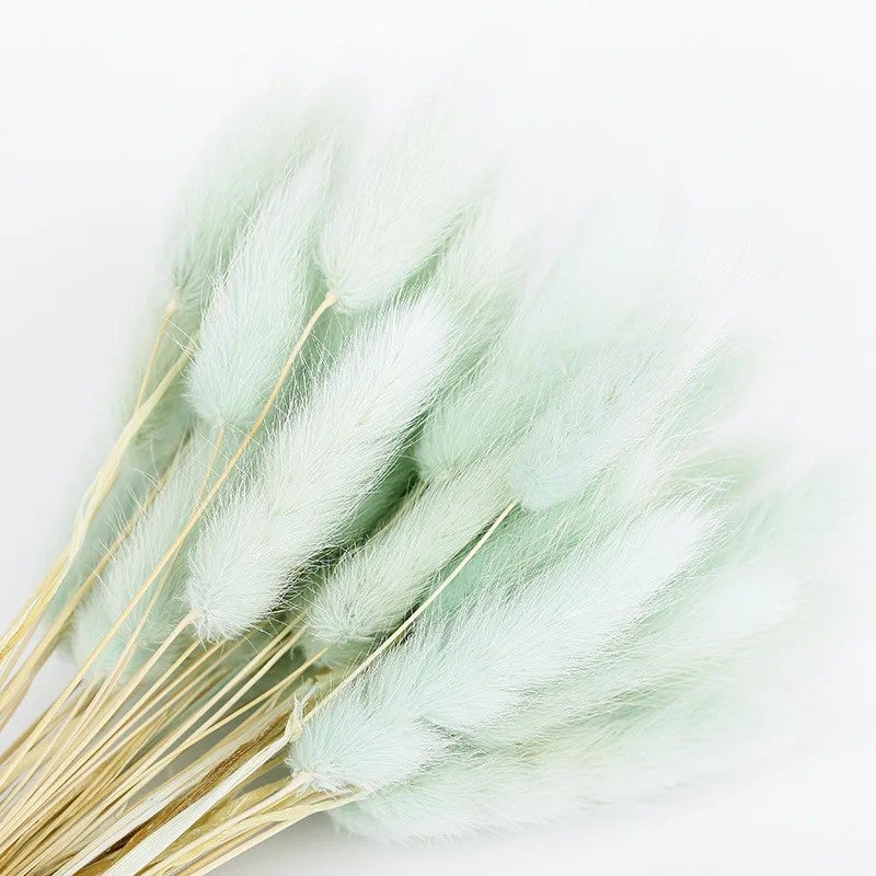 Bluejw Colorful Dried Bunny Tails Grass Pampas Plumes - Natural B-2619 Lagurus Ovatus, Dried Plants for Home Decor, Floral Arrangements - Image 1
