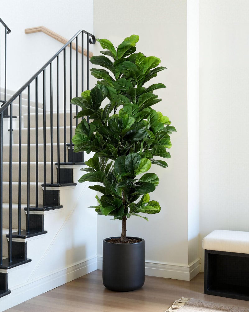 FLOWORLD Fiddle Leaf Fig Tree 6ft Tall Artificial Tree in Plastic Pot Fake Ficus Lyrata Plants with 184 Decorative Fiddle Leaves Faux Fig Trees for Home Office Living Room Decor Indoor Outdoor - Image 2