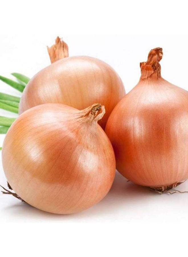 Onion Gawran Desi Vegetable Seeds