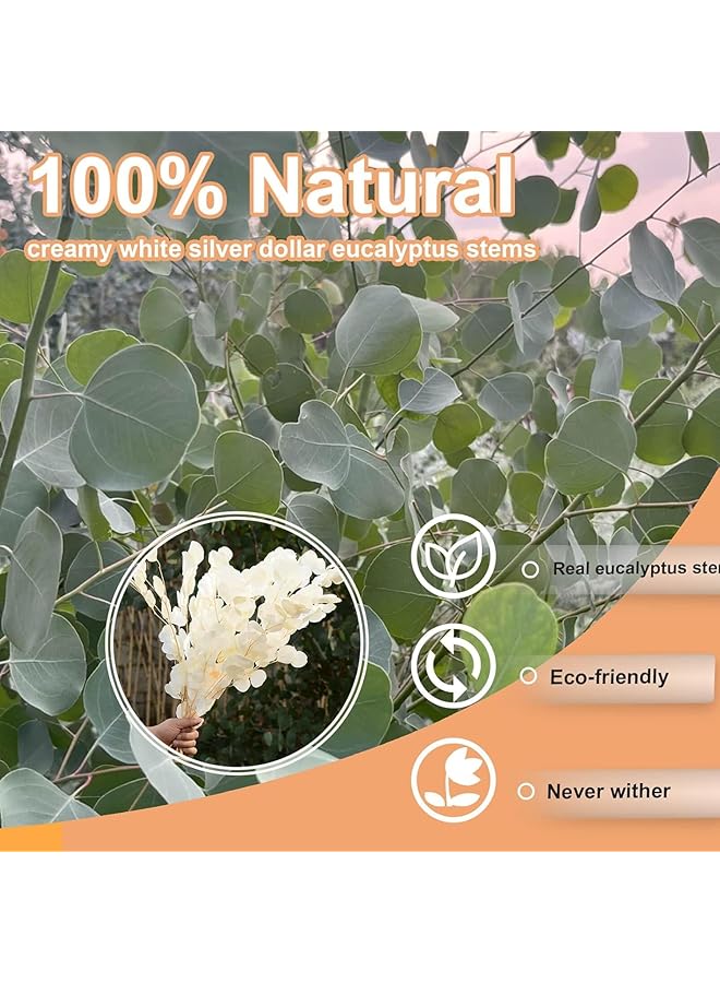 erorex Artificial Eucalyptus Leaf Stems Fake Silver Dollar Eucalyptus Leaf Branches Real Creamy White Flowers Natural Fresh Green Plant Decoration Suitable For Home Party Wedding Decoration - Image 3