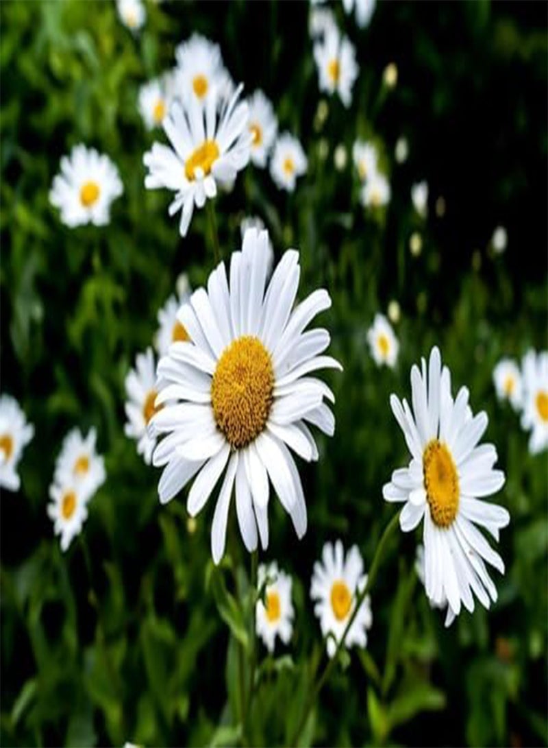 GGOOT 10pieces White Daisy Flower Seeds - Image 1