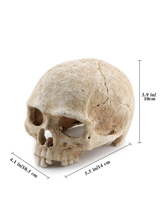AROGEAR Aquarium Resin Skull, For Aquarium Decoration Reptile House Cave Family Daily Decoration - Image 2