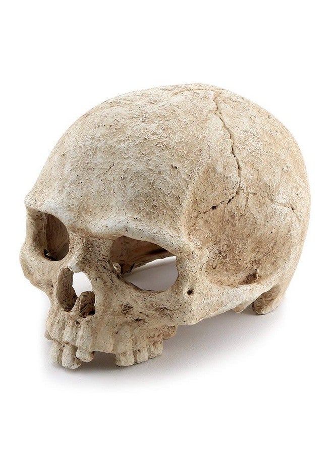 AROGEAR Aquarium Resin Skull, For Aquarium Decoration Reptile House Cave Family Daily Decoration - Image 5